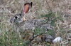 Scrub Hare (Lepus saxatilis) - Kenya