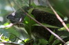 Daman des arbres (Dendrohyrax arboreus) - Kenya