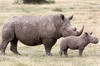 White Rhinoceros (Ceratotherium simum) - Kenya