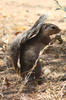 Unstriped Ground Squirrel (Xerus rutilus) - Kenya