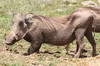 Common Warthog (Phacochoerus africanus) - Kenya